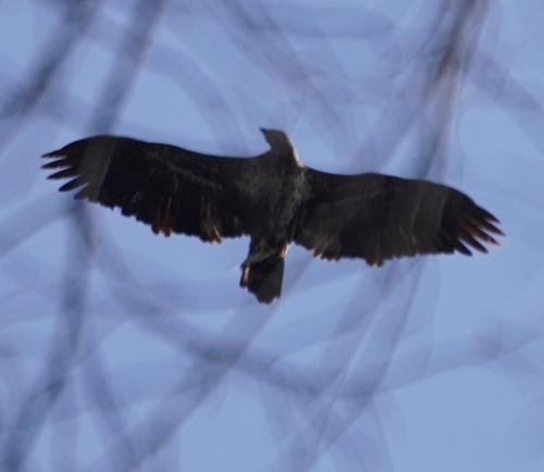 Bald Eagle photographed in Ohio