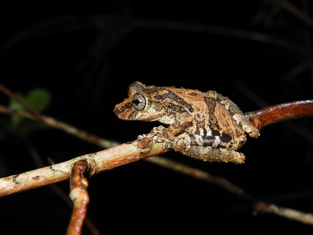 Catharina Snouted Treefrog