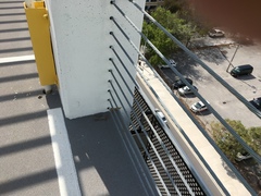 Leiocephalus carinatus