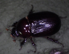 Scarabaeidae