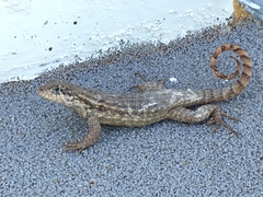 Leiocephalus carinatus