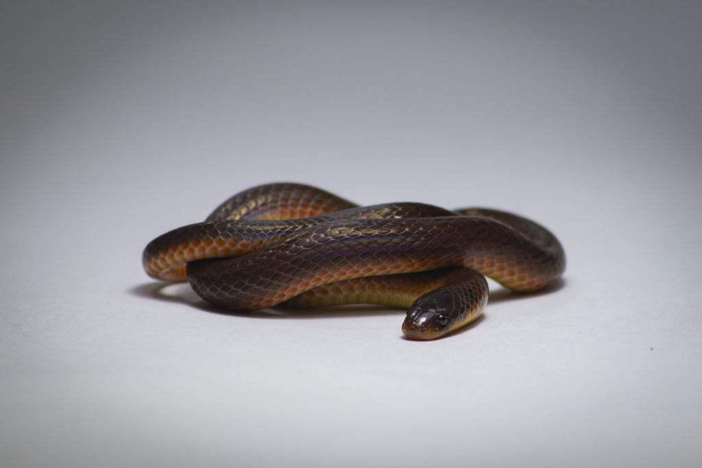 Atractus ronnie