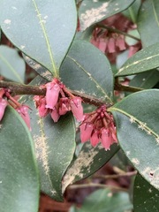 Lyonia lucida