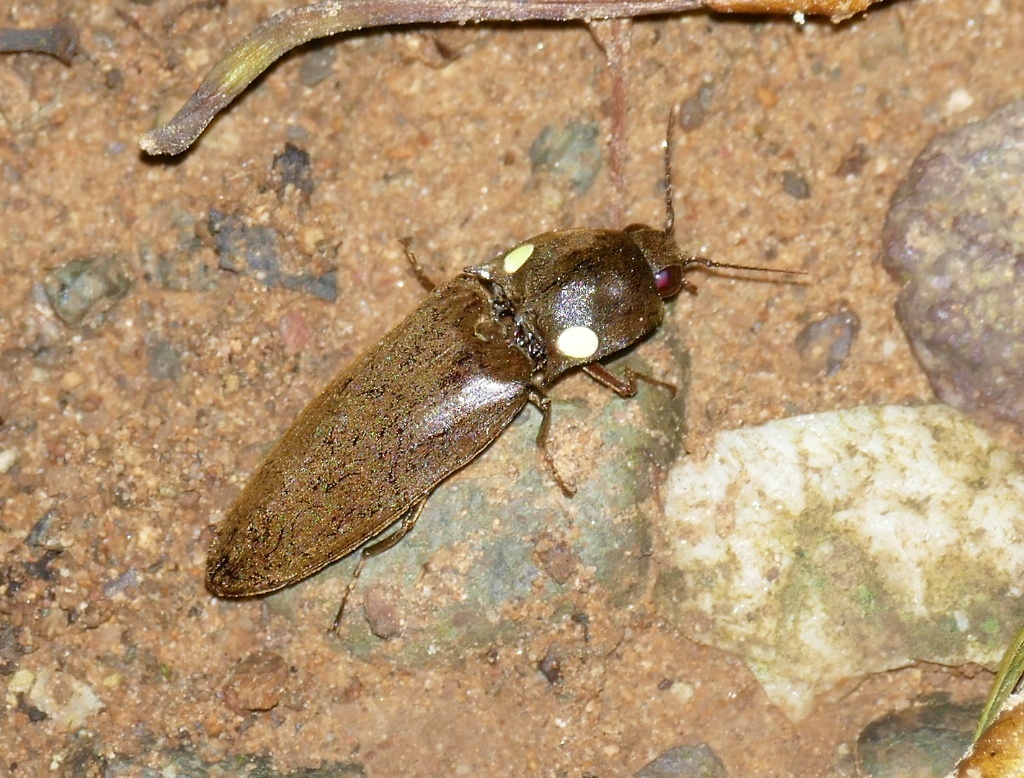 Pyrophorus pellucens