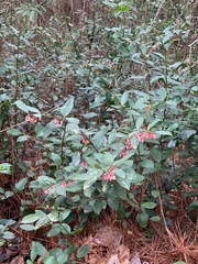 Lyonia lucida