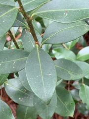 Lyonia lucida