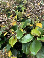 Brachyglottis rotundifolia