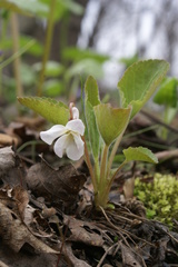 Viola pacifica