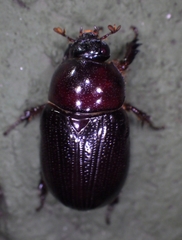 Scarabaeidae