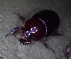 Scarabaeidae