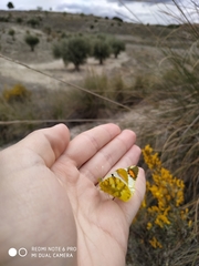 Zegris eupheme
