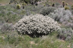 Ceanothus pauciflorus