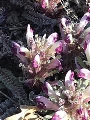 Pedicularis centranthera