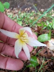 Erythronium multiscapideum