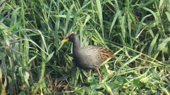 Gallicrex cinerea