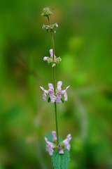 Stachys rigida quercetorum