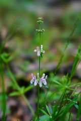 Stachys rigida quercetorum