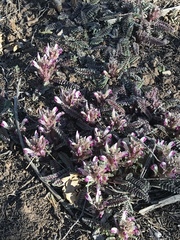 Pedicularis centranthera