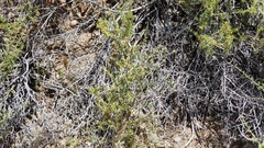 Rafinesquia californica
