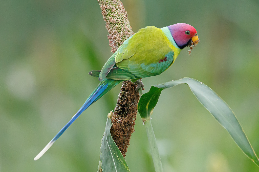 Plum-headed Parakeet photo