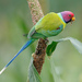 Plum-headed Parakeet - Photo (c) Hari K  Patibanda, some rights reserved (CC BY)