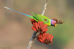 Plum-Headed Parakeet photo 2