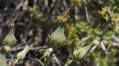 Rafinesquia californica