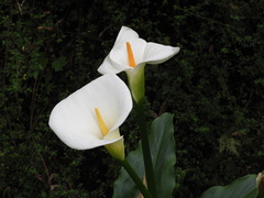 Zantedeschia aethiopica image