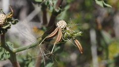 Rafinesquia californica