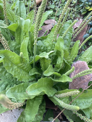 Plantago rhodosperma iNat (3)