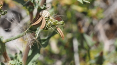 Rafinesquia californica
