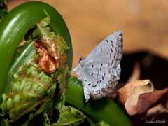 Celastrina lucia