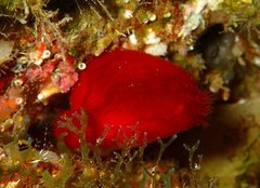 Halocynthia papillosa