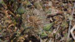 Rafinesquia californica