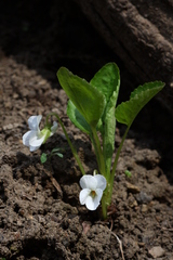 Viola pacifica