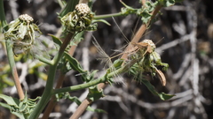 Rafinesquia californica