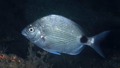 Silver Porgy photo 5