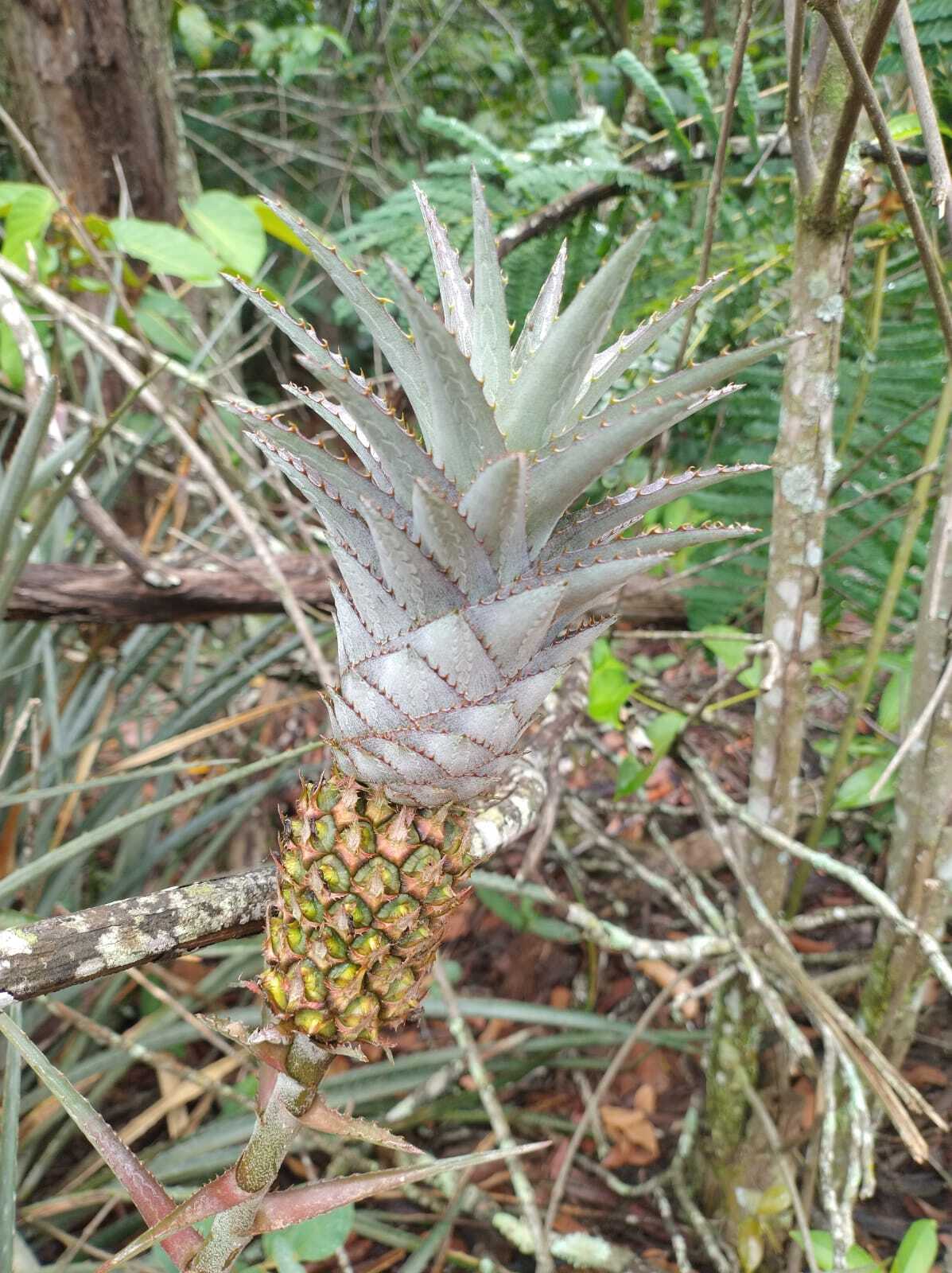 Abacaxi