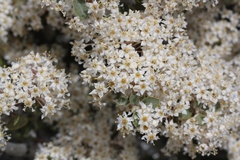 Ceanothus pauciflorus