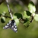 Alypia mariposa - Photo (c) Robert, algunos derechos reservados (CC BY-NC)