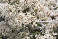 Ceanothus pauciflorus