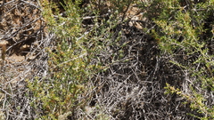 Rafinesquia californica