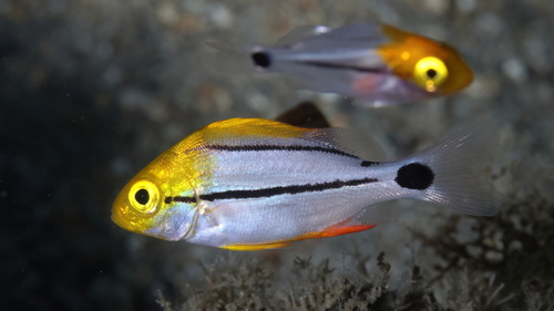 Porkfish