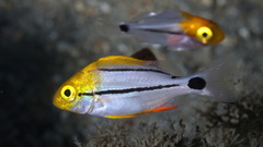 Porkfish photo 3