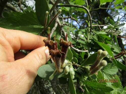 Image of Tapinanthus quequensis by (c) Antoinette Eyssell Knox, some rights reserved (CC BY-SA)