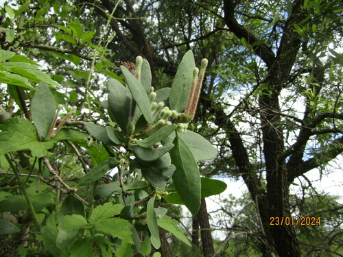 Image of Tapinanthus quequensis by (c) Antoinette Eyssell Knox, some rights reserved (CC BY-SA)