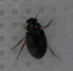 Hydrophiloidea
