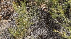 Rafinesquia californica