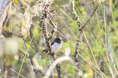 Petroica macrocephala toitoi
