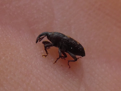 Glyptobaris lecontei